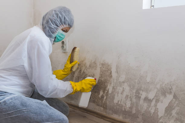 Home Mold Removal in Rayne, LA