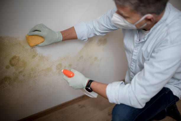 Mold Testing and Removal in Rayne, LA